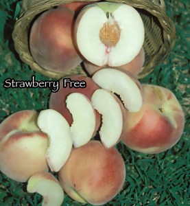 Strawberry Free Peach